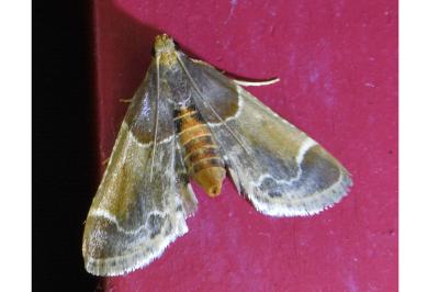 <i>Pyralis farinalis</i>