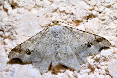 <i>Macaria alternata</i>