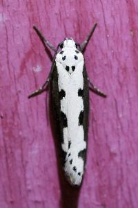 <i>Ethmia bipunctella</i>