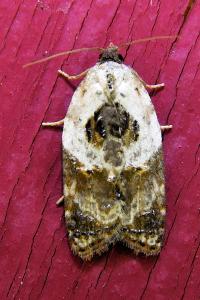 <i>Acleris variegana</i>