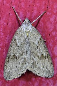<i>Pachycnemia hippocastanaria</i>