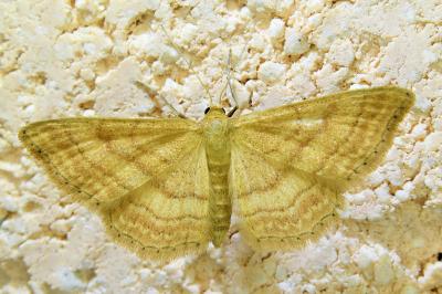 <i>Idaea ochrata</i>