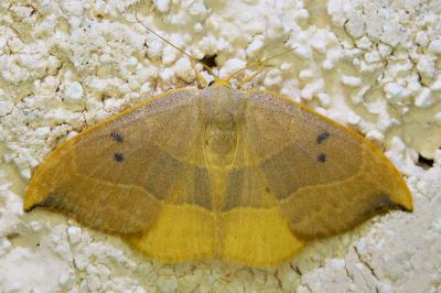 <i>Watsonalla binaria</i>