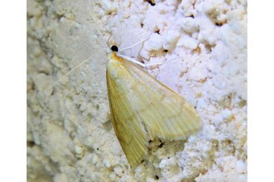 <i>Anania crocealis</i>