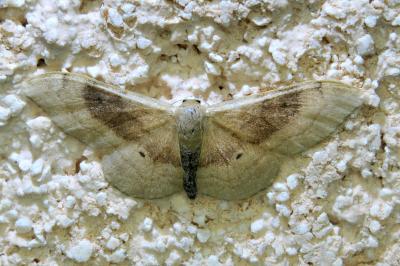 <i>Idaea degeneraria</i>
