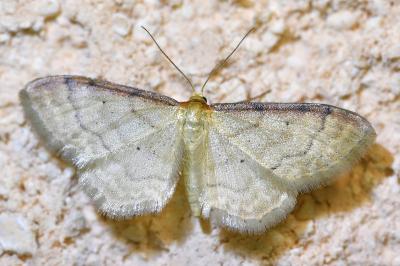 <i>Idaea humiliata</i>