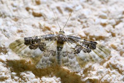 <i>Idaea rusticata</i>