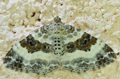 <i>Epirrhoe alternata</i>