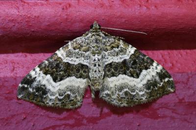 <i>Epirrhoe alternata</i>