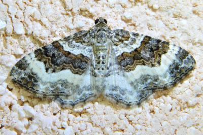 <i>Epirrhoe alternata</i>