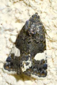<i>Tyta luctuosa</i>