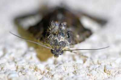 <i>Tyta luctuosa</i>