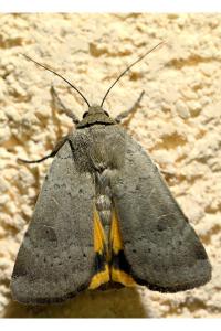 <i>Noctua comes</i>
