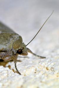 <i>Noctua comes</i>