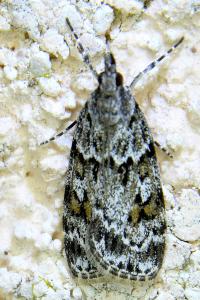 <i>Scoparia pyralella</i>