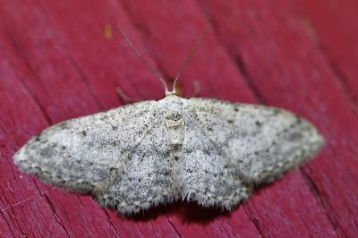 <i>Idaea seriata</i>