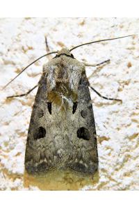 <i>Agrotis exclamationis</i>
