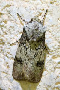 <i>Agrotis puta</i>