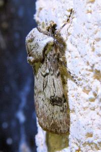 <i>Agrotis puta</i>
