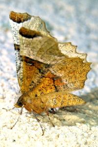 <i>Selenia lunularia</i>