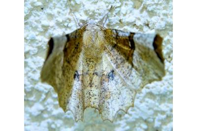 <i>Selenia lunularia</i>
