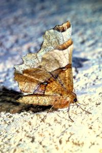 <i>Selenia lunularia</i>