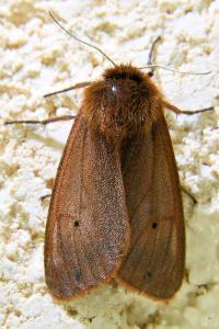 <i>Phragmatobia fuliginosa</i>