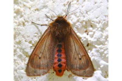 <i>Phragmatobia fuliginosa</i>