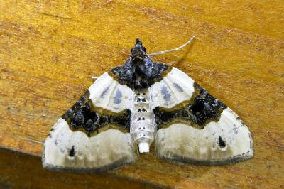 <i>Cosmorhoe ocellata</i>