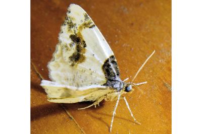 <i>Ligdia adustata</i>