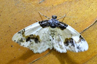 <i>Ligdia adustata</i>
