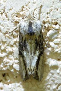 <i>Egira conspicillaris</i>