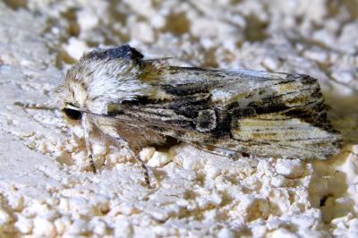 <i>Egira conspicillaris</i>
