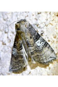 <i>Tethea ocularis</i>
