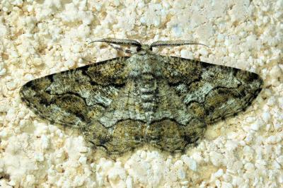 <i>Synopsia sociaria</i>
