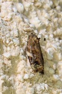<i>Ditula angustiorana</i>