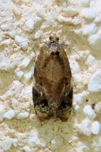 <i>Ditula angustiorana</i>