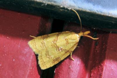 <i>Sparganothis pilleriana</i>
