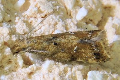 <i>Brachmia blandella</i>