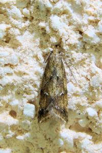 <i>Brachmia blandella</i>