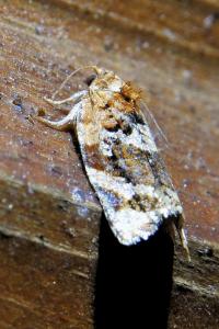 <i>Argyrotaenia ljungiana</i>