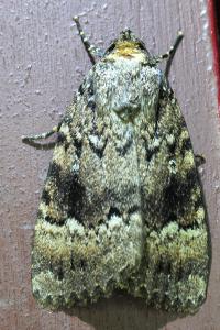 <i>Amphipyra pyramidea</i>