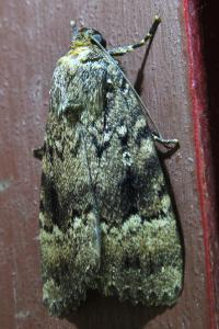 <i>Amphipyra pyramidea</i>