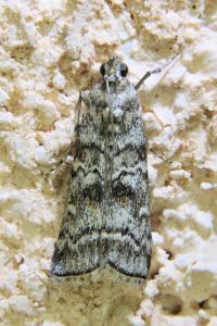 <i>Dioryctria</i>