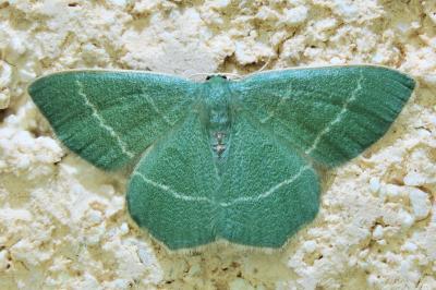 <i>Chlorissa viridata</i>