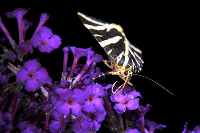 <i>Euplagia quadripunctaria</i>