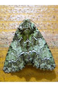 <i>Polyphaenis sericata</i>
