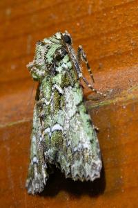 <i>Polyphaenis sericata</i>