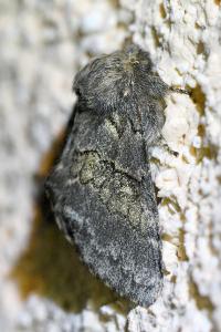 <i>Gluphisia crenata</i>