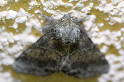 <i>Gluphisia crenata</i>